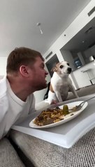 Il imite son chien en train de manger