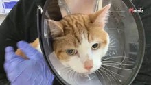 Kater in der Notaufnahme: Röntgenbild enthüllt das Undenkbare