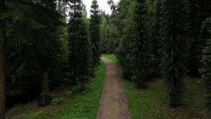 Wakehurst in Sussex is home to 15 of the first 'Dinosaur' Wollemi pines introduced to the UK