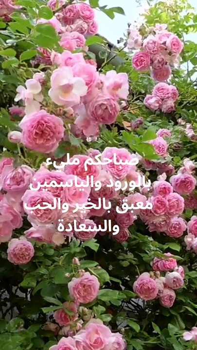 احلى صباح