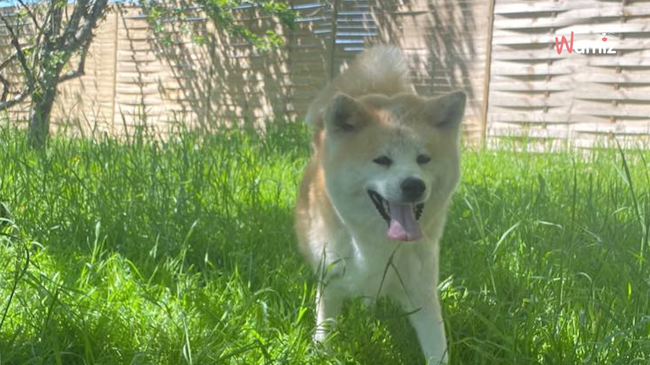 Paar bringt Hund 48 Stunden nach Adoption zurück: Ihre Entschuldigungen sind nicht stichhaltig