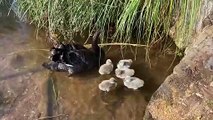 Six new cygnets out on the Brook in Dawlish