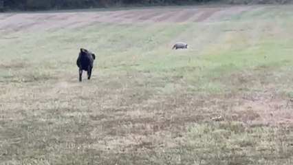 Pet dog pursues armadillo as it digs holes in the yard