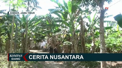 Video herunterladen: Ciptakan Ide Bisnis dari Dapur Rumah, Ibu di Jember Sulap Batang Pisang Jadi Camilan Keripik Lezat