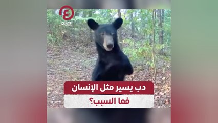 دب يسير على ساقيه بشكل غريب! اكتشف السبب وراء هذا المشهد النادر 🐻