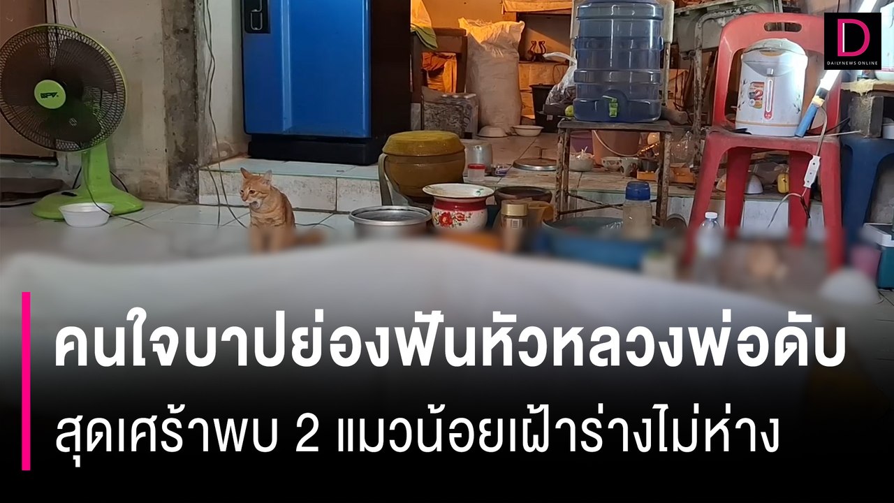 คนใจบาปย่องฟันหัวหลวงพ่อดับคากุฏิ สุดเศร้าพบ2แมวน้อยเฝ้าร่างไม่ห่าง | HOTSHOT เดลินิวส์ 19/09/67