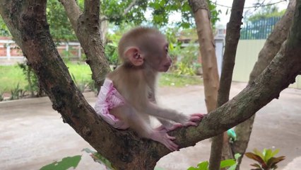 Adorable Baby Monkey Princess in a Purple Dress