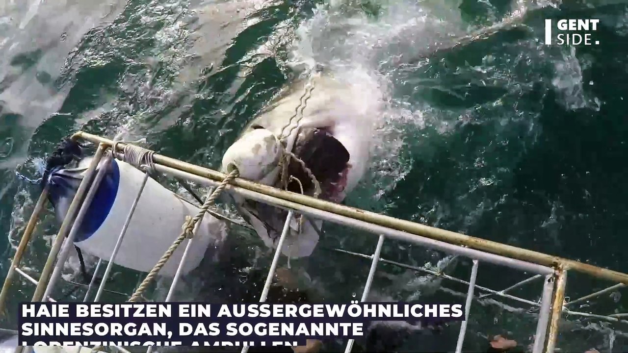 Hai-Attacke: Deutsche Touristin stirbt auf Gran Canaria