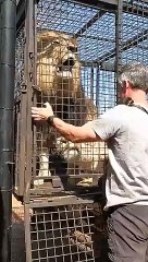 How to Unload LIONS #wildlife #animal #fun