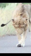 Lion finds newborn honey badger in KNP #krugernationalpark #lion