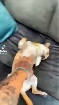 funniest dog animal videos　best cat and dogs 2024 #shorts #short funny Cat dogs