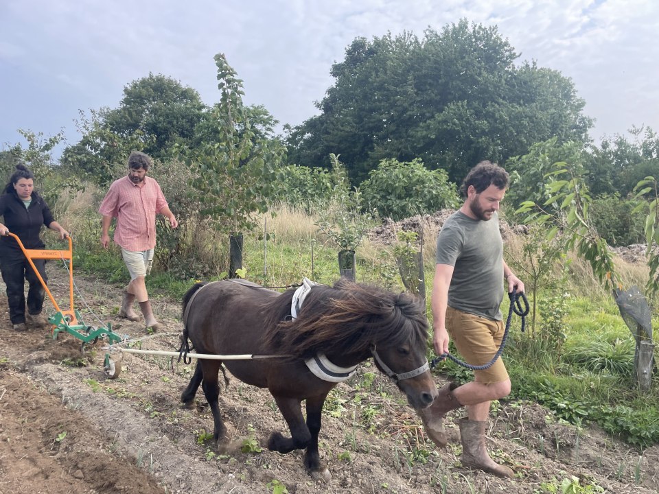 INSOLITE. Ce fermier de la Manche désherbe ses champs grâce à des poneys shetlands