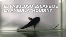 El fabuloso escape de la anguila 'Houdini'