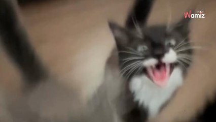 Elle ouvre une porte, des chatons sortent en courant et provoquent un vrai chaos (Vidéo)