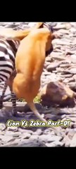 Tiger vs Zebra|Tiger trying to hunt down the Zebra