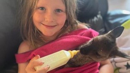 Family hand raise joey after they find it sticking out of its dead mother's pouch