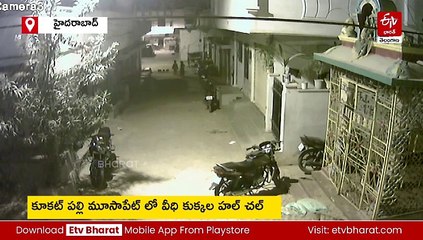 వైరల్​ వీడియో : కుక్కలు చుట్టుముట్టిన బెదరలే!