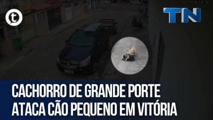 Cachorro de grande porte ataca cão pequeno em Vitória