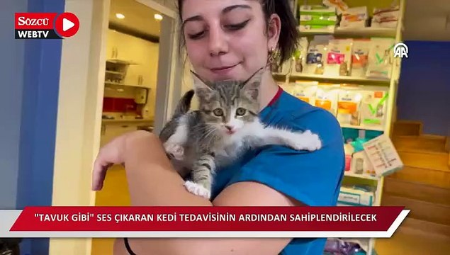 Tavuk gibi ses çıkaran kedi tedavisinin ardından sahiplendirilecek