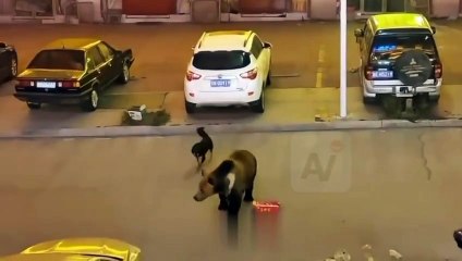 Video: Un perrito ‘mestizo’ defendió su casa de un oso a ‘puro ladrido’ lo ahuyentó