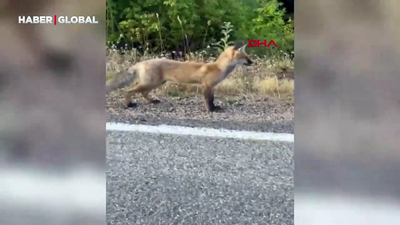 Yer Sivas: Yolda gördüğü tilkiyi elleriyle besledi