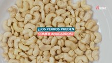 ¿Pueden los perros comer anacardos?