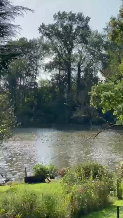 La chasse aux canards fait beaucoup de dégâts