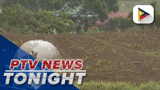 Over 123 hectares of vegetable crops destroyed due to Kanlaon ashfall, 240 farmers affected