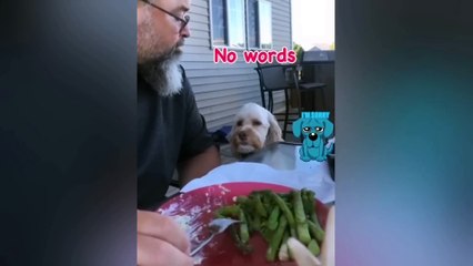 Funny cats and dogs videos - Funny Fails Compilation