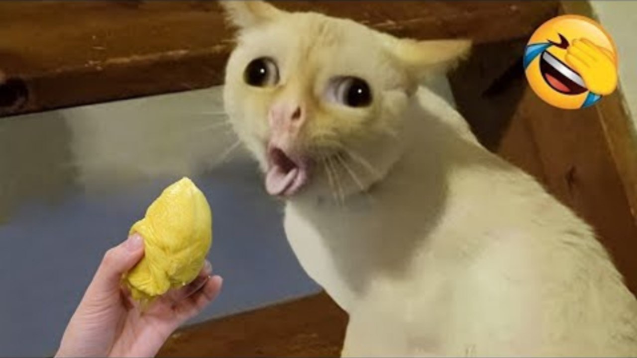 Funny Animal Videos Compilation 2024 -funny cats Random - funny dogs video