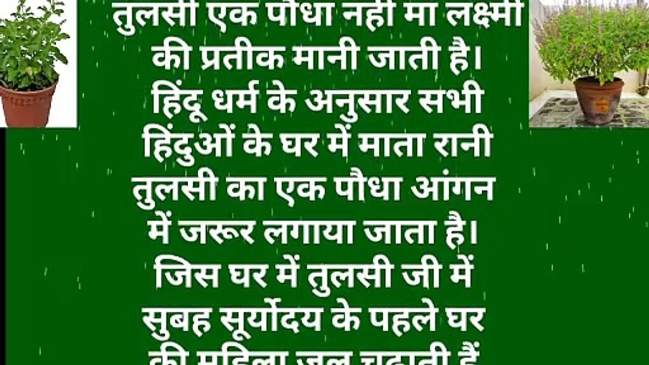 गुरुवार को तुलसी जी में क्या चढ़ाया जाता है