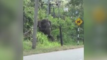 Un elefante prueba una valla eléctrica con astucia antes de derribarla para cruzar la calle