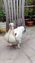 Cute Fantail baby pigeon