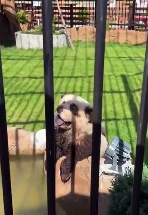 Un zoo en China tiñe con pintura blanca y negra a perros Chow Chows para simular osos panda