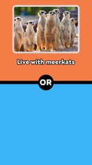 Would You Rather Animals Edition #4