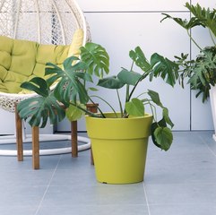 ASTUCES pour un jardin florissant ! 