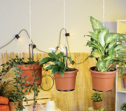 Des astuces de jardinage extraordinaires et des ASTUCES pour des plantes plus saines !