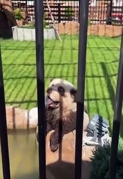 Zoo da China 'abre jogo' e admite que pandas são, afinal, cães pintados