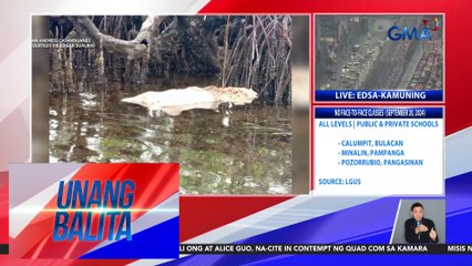 3 nabubulok na baboy, natagpuang palutang-lutang sa baybayin | Unang Balita