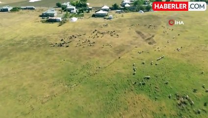 'Kuş Cenneti' Arin Gölü Hayvanların Otlak Alanına Dönüştü