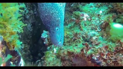 GIANT EEL VS LEOPARD EEL