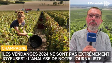 "Les vendanges 2024 ne sont pas extrêmement joyeuses" : l'analyse de notre journaliste