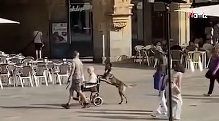 Impactante vídeo REAL: perro pasea a una abuela en silla de ruedas por Salamanca