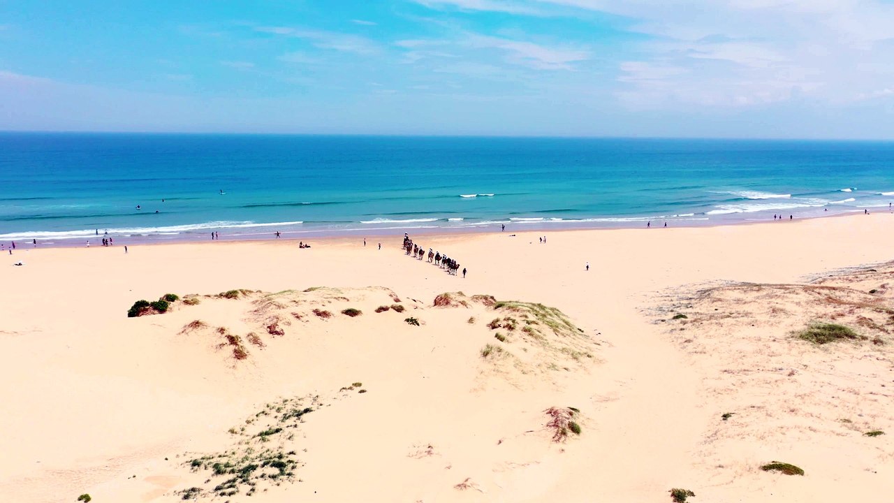 Camels on the beach at Australia