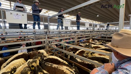 Tamworth agents yard almost 4500 | The Land