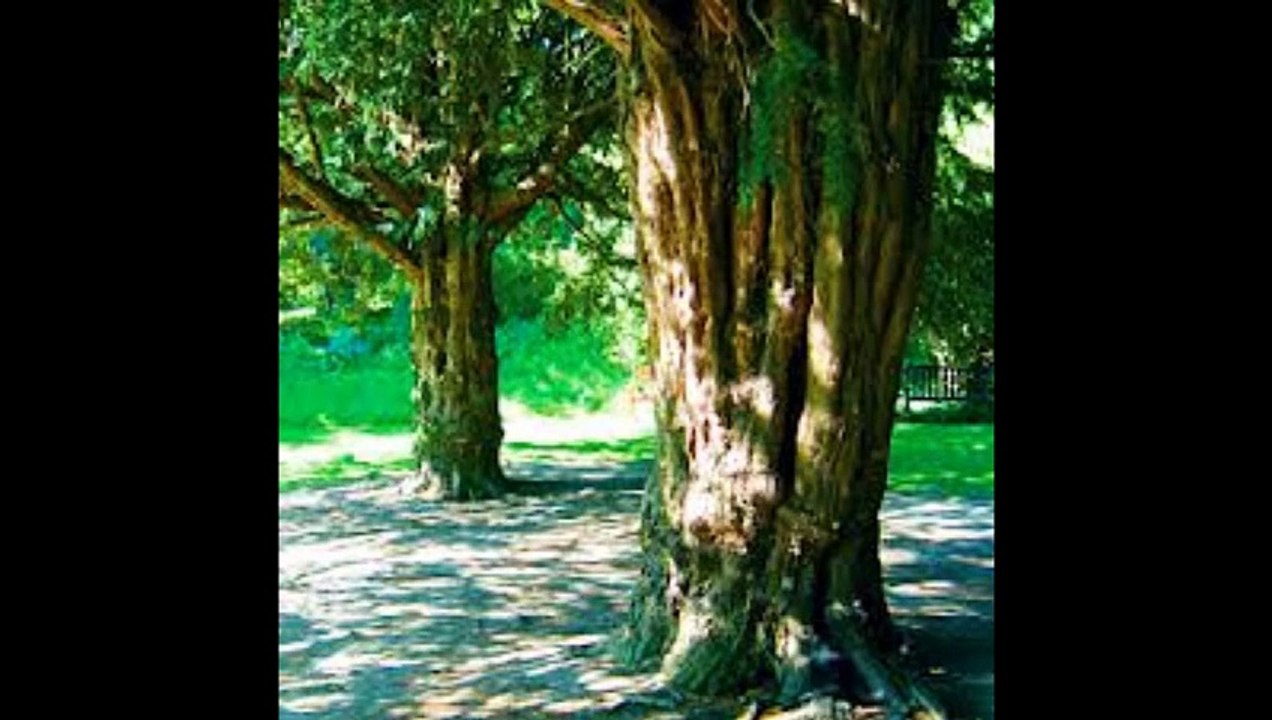 夜明のメロディ(Cover) ペギー葉山 私撰・和シャンソン / by Sima