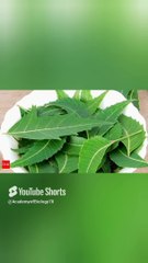 Neem benefits and uses in Urdu / in Hindi | نیم کے پتوں کے فائدے | #shorts #viral #viralvideo
