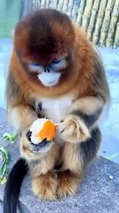 Ce petit singe avec son orange est absolument adorable, un vrai coup de cœur à ne pas manquer !