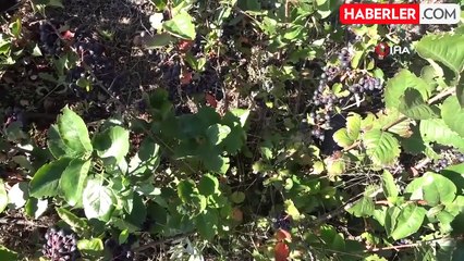 Ata Toprağında Aronya Üretimi ile Ekonomik Kazanç Sağlandı