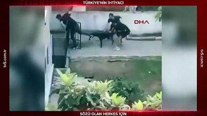 Doberman cinsi köpeğin gence saldırdığı anlar kamerada!